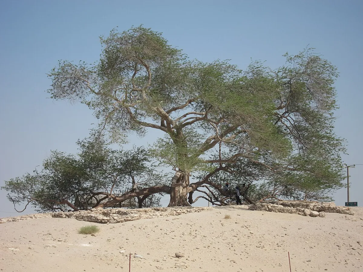 The Tree of Life — Bahrain