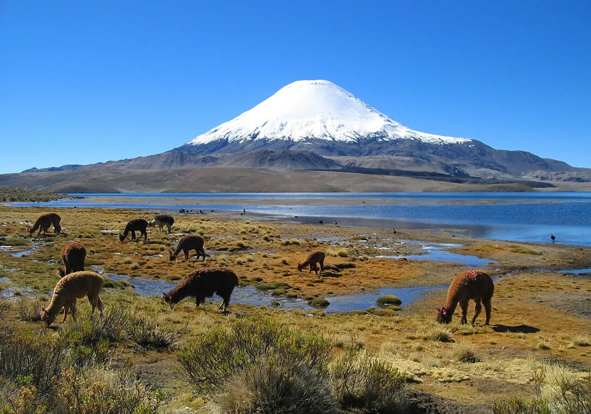 Llamas and alpacas are at home in Lauca National Park. — Chile