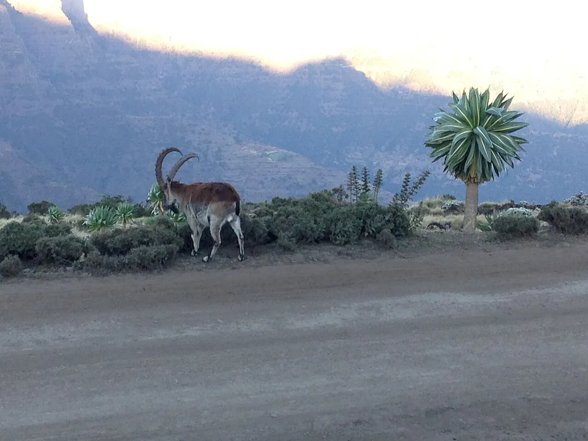 Ibex next to a road — Ethiopia