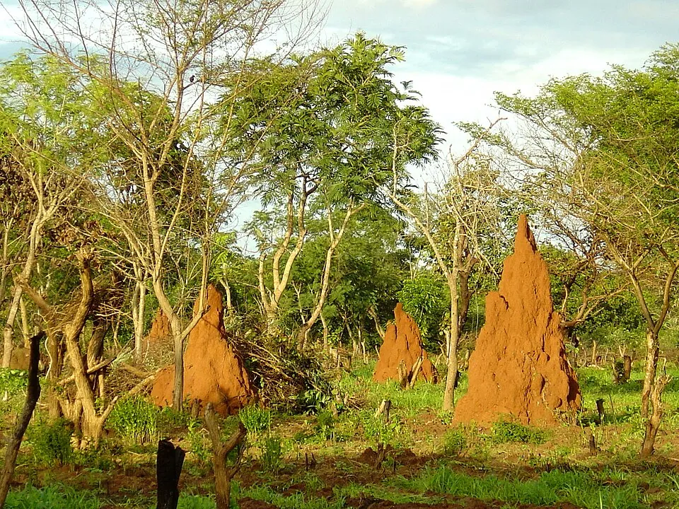 Savannah landscape with termite hills — Guinea Bissau
