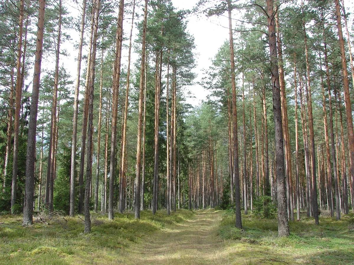 Forest in Tomes parish — Latvia