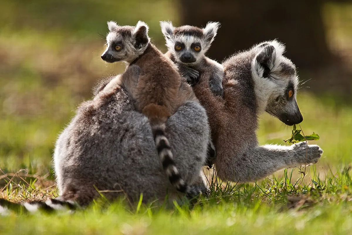 Ring-tailed lemur with babies on board. — Madagascar