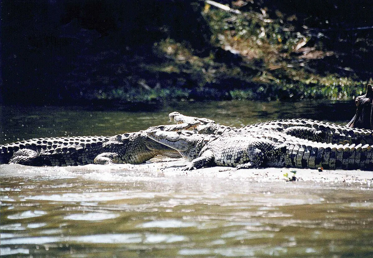Crocodiles in Liwonde National Park — Malawi