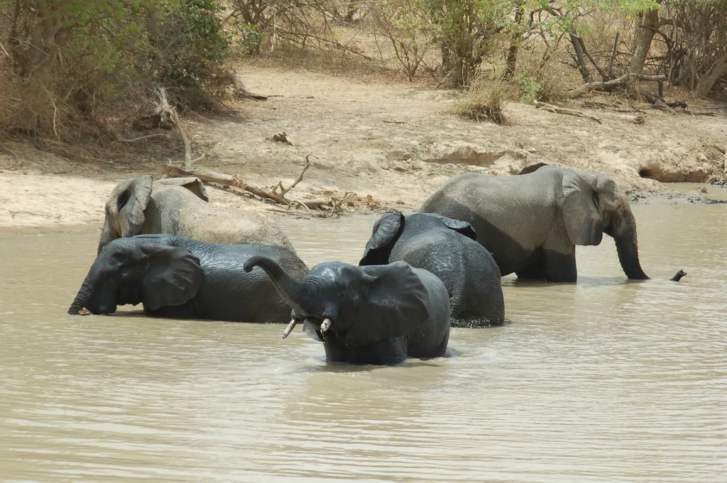 Elephants in W National Park — Niger