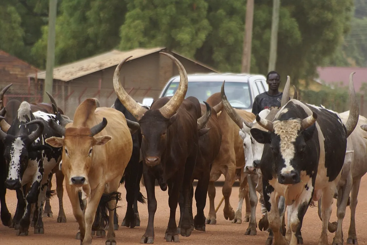 Dinka cattle in Juba, South Sudan