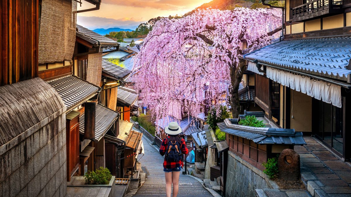 A backpacker walking down a Kyoto lane beneath pink cherry blossom.