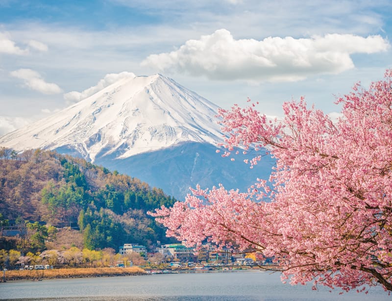 Mount Fuji framed by spring cherry blossom.